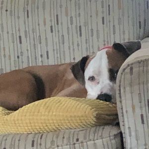 Meet your Posher, Monique